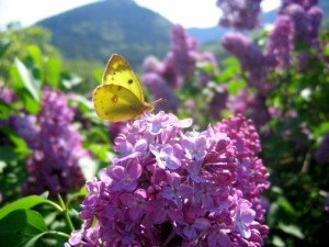 lilas-et-papillon-c-est-le-printemps-241