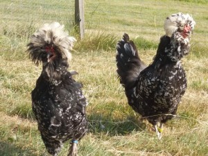Des poules houdan