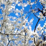 PRINTEMPS