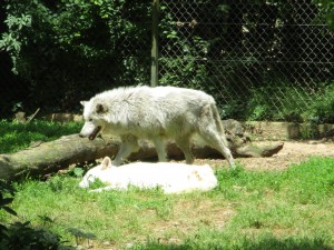 Les LOUPS ;)