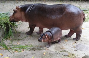 hippopotame-2002