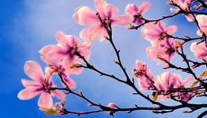 printemps-2100