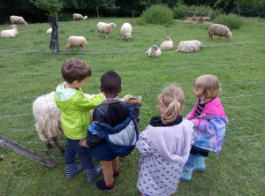 Les moutons...