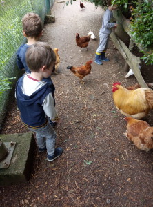 Les poules...