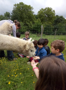 Le lama...